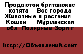 Продаются британские котята  - Все города Животные и растения » Кошки   . Мурманская обл.,Полярные Зори г.